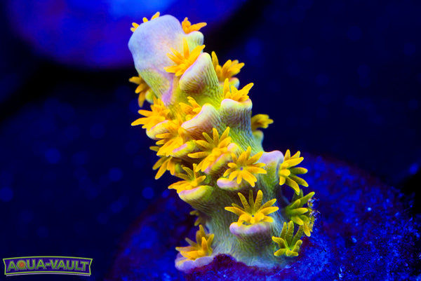 Big R Walt Disney Acro 1