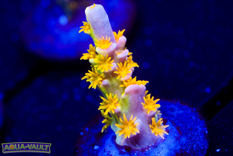 Big R Walt Disney Acro 2