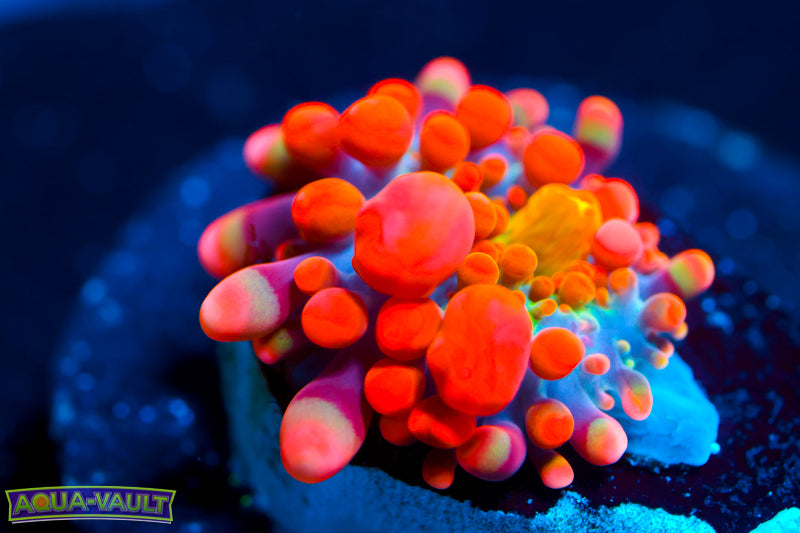 CV Animal Bean Bag Bounce Yuma