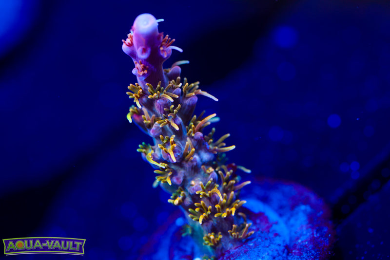 CC Voodoo Majick Acro 1