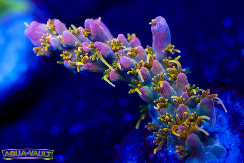 CC Voodoo Majick Acro 2