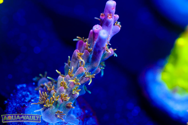 CC Voodoo Majick Acro 3