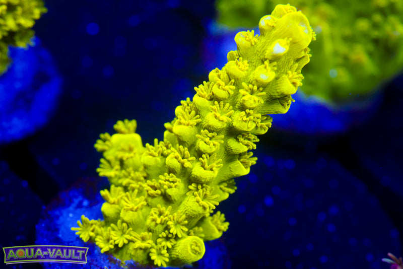 CV Green Slimer Acro 1