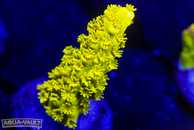 CV Green Slimer Acro 2