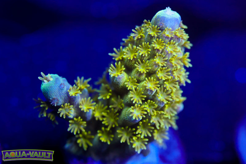 CV Date Night Acro 1