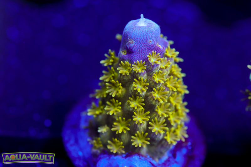 CV Date Night Acro 2