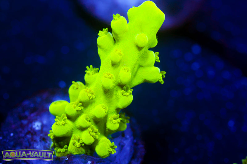 CV Green Stag Acro 1