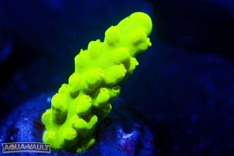 CV Green Stag Acro 2