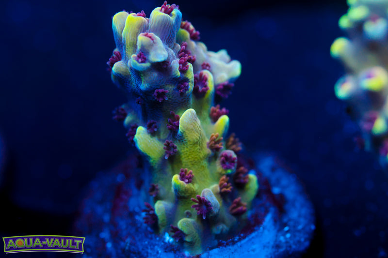 CV Crab Rangoon Acro 2