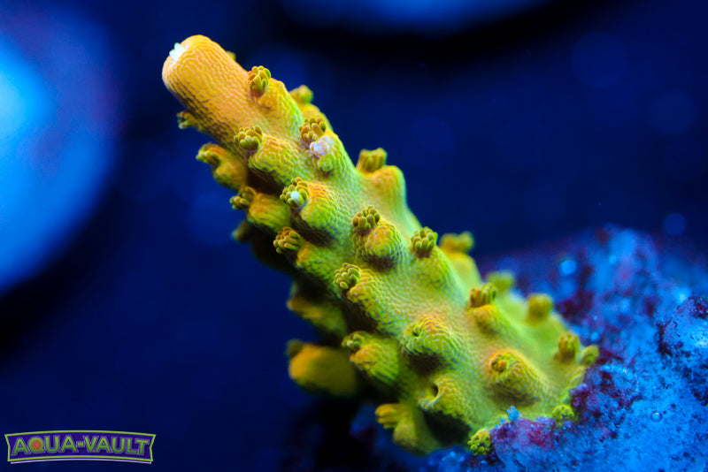 TGC Orange Creamsicle 1