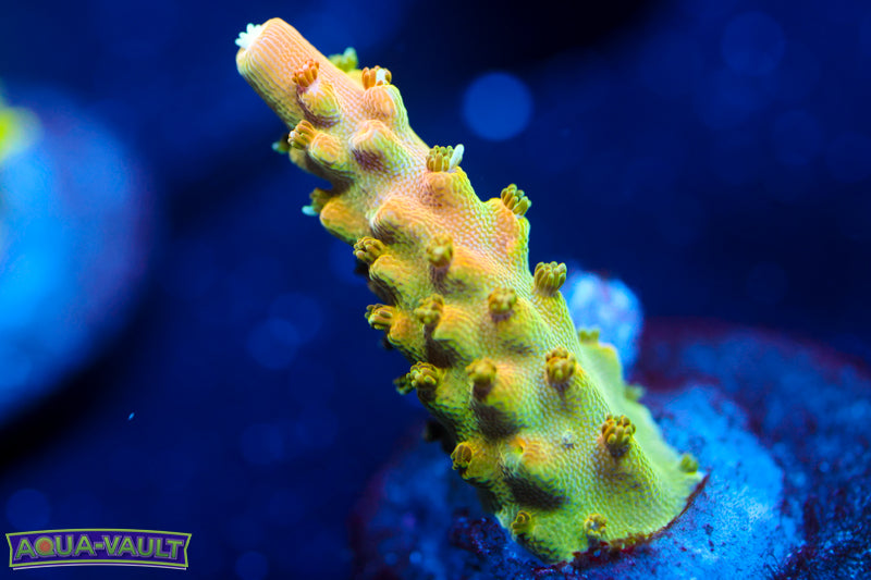 TGC Orange Creamsicle 2