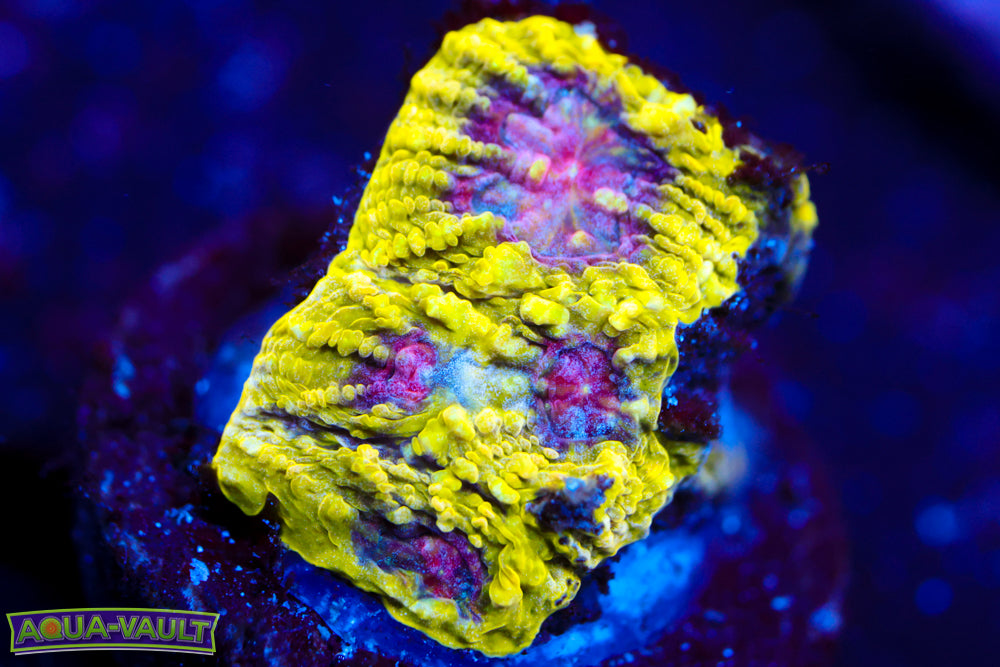 WWC Pico de Gallo Favia