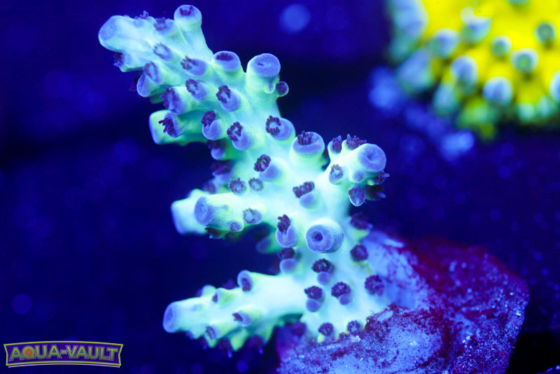 ORA Pearlberry Acro 1