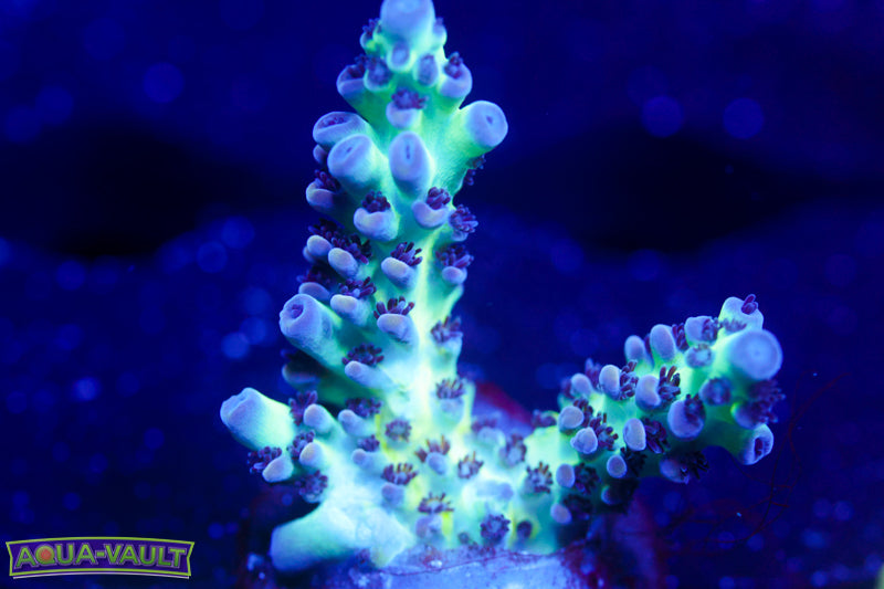 ORA Pearlberry Acro 2