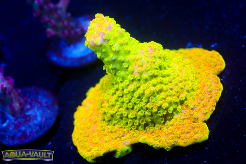 RR Rainbow Loom Acro base