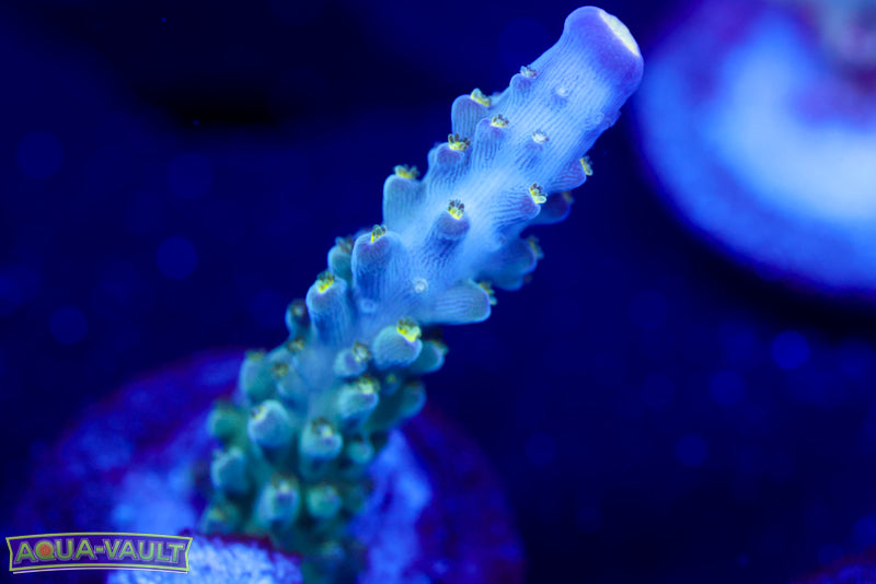 Tricolor Valida Acro 1