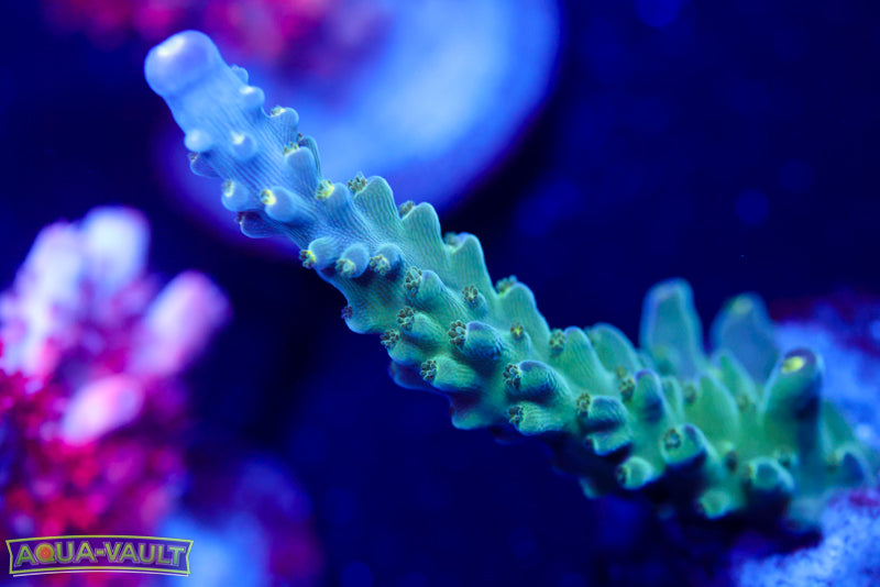 Tricolor Valida Acro 2