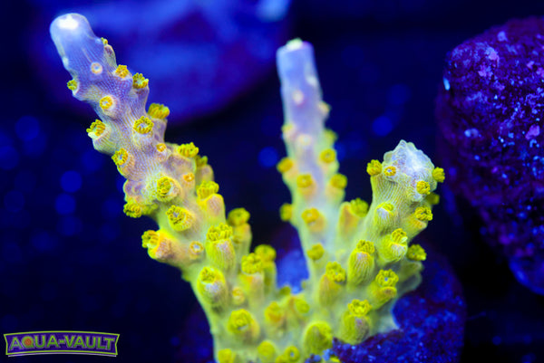 Paletta Pink Tip Acro 2