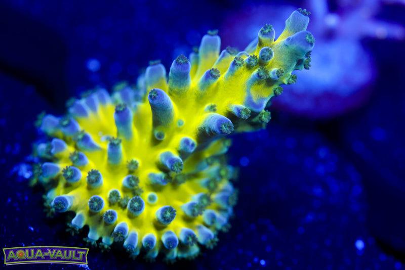 Radiant Horizon Acro