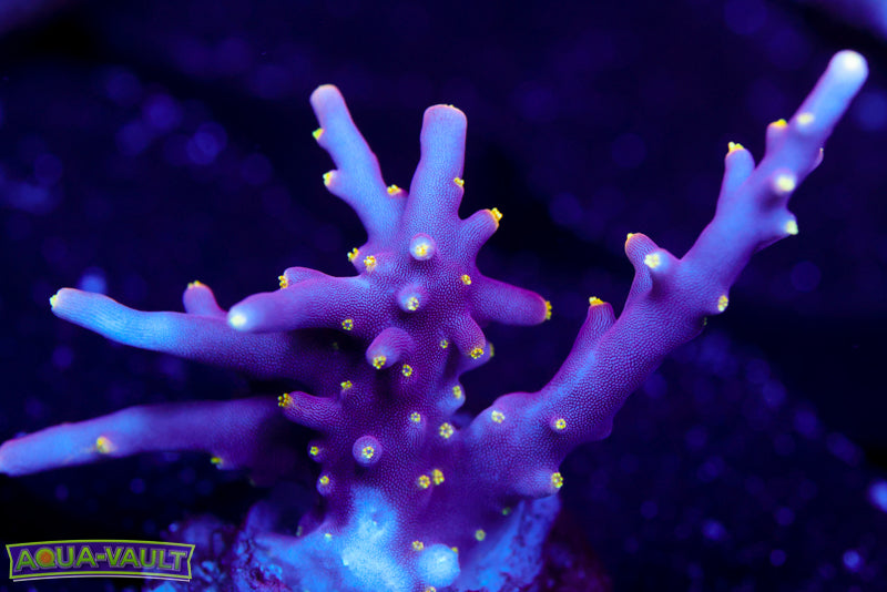 WWC Little Red Ferrari Acro 1