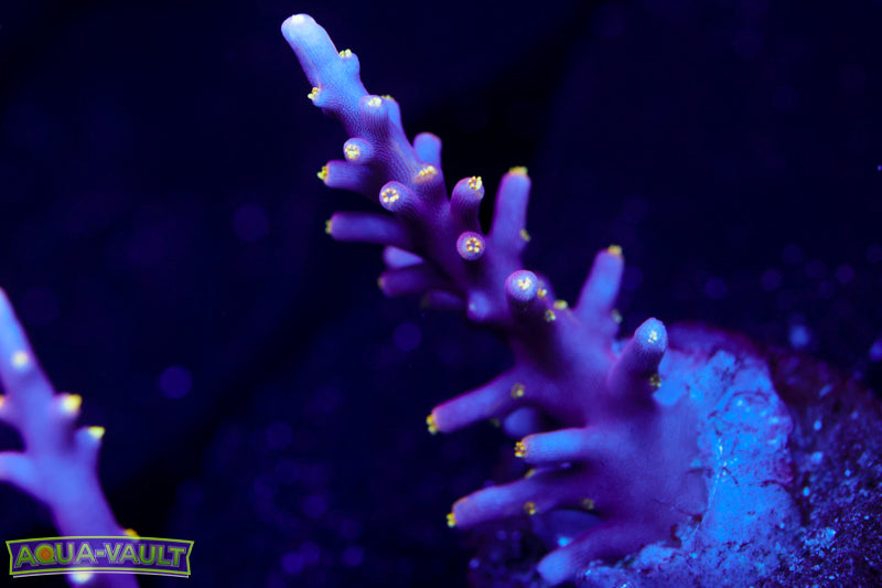 WWC Little Red Ferrari Acro 2