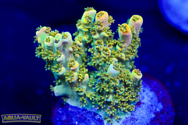 TSA Bill Murray Acro 1