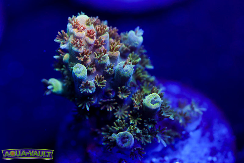 TSA Bill Murray Acro 2