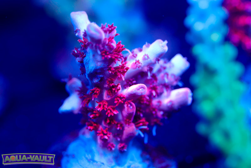 CB Maleficent Acro 1