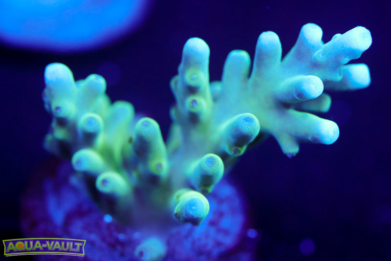 Teal Smooth Skin Acropora Turaki