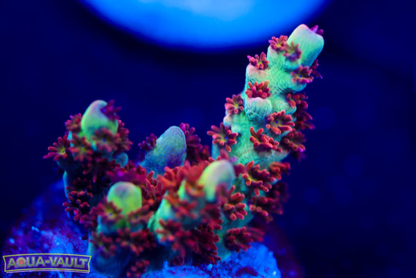 Raising Reef Strawberry Short Cake 1