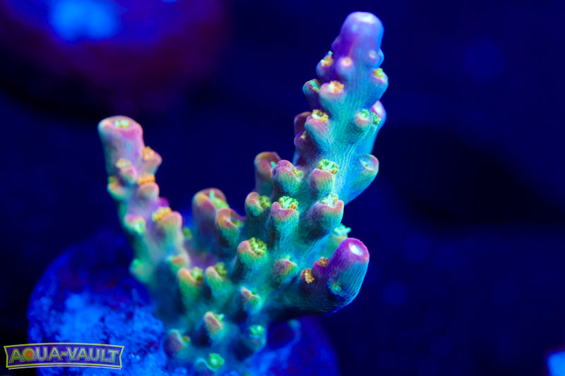 CV Pixie Stix Acro 1