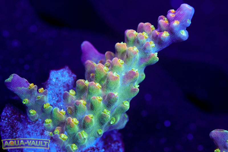 CV Pixie Stix Acro 2