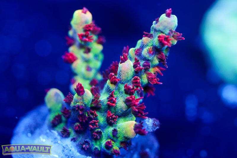 Raising Reef Strawberry Short Cake 2