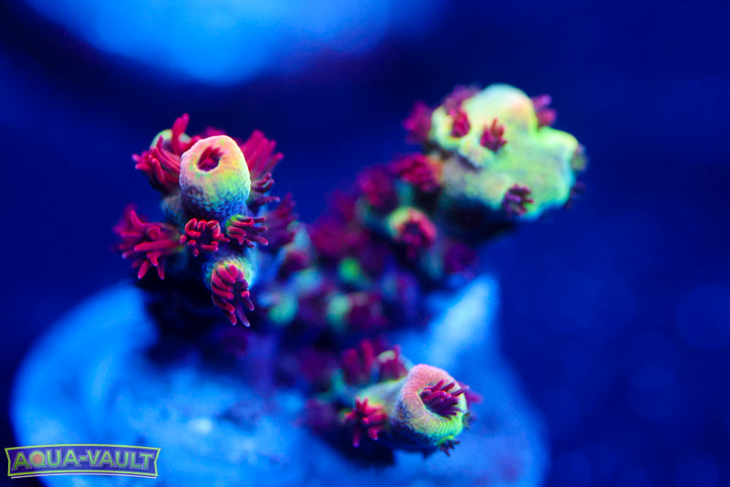 Raising Reef Strawberry Short Cake 3