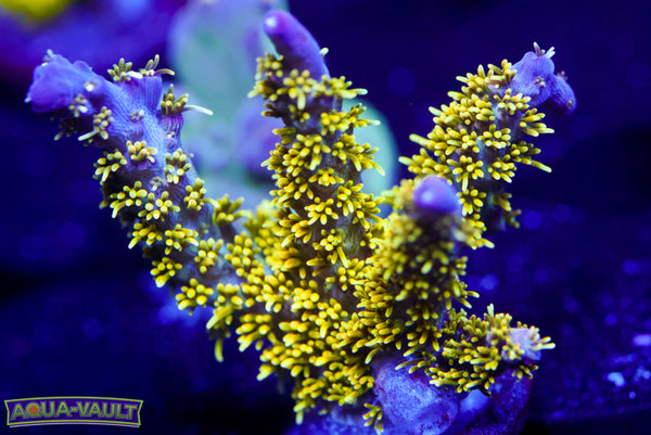 TGC Starry Night Acro 1