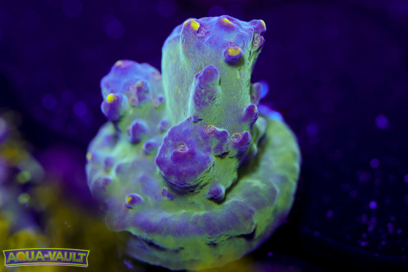 Raising Reef Blue Thunder Acro 1