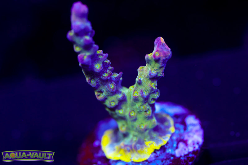 CV Golden God Acro 1