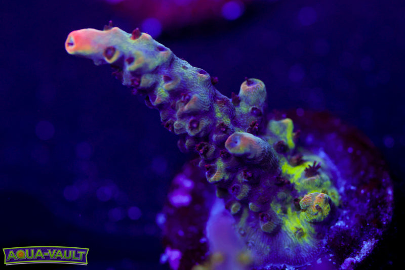 CV Golden God Acro 2