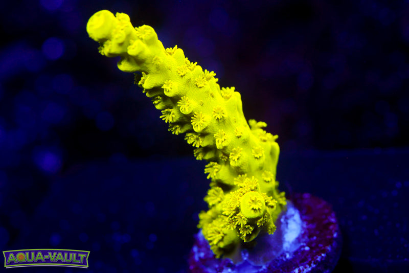 CV Green lantern Acro