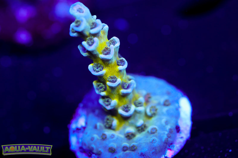 Pink Highlighter Acro