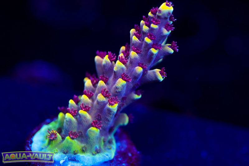 RMF Tigers Blood Acro 1