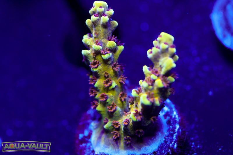 RMF Tigers Blood Acro 2