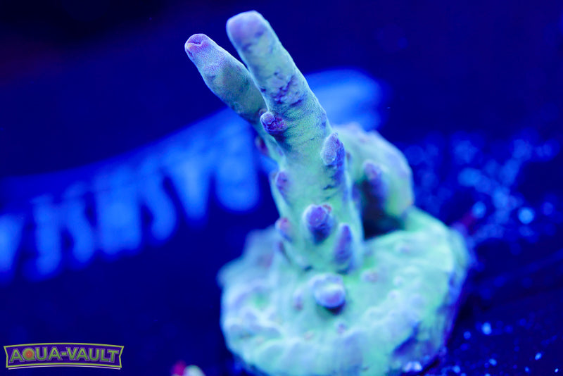Raising Reef Blue Thunder Acro 2