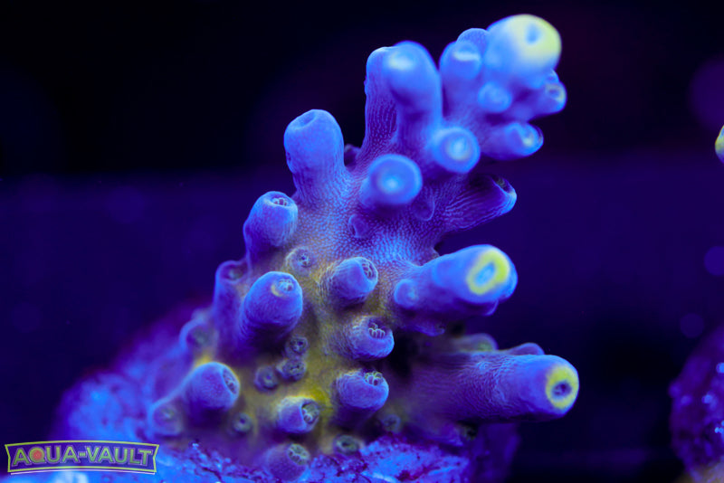 Nick's Purple Passion Acro 1