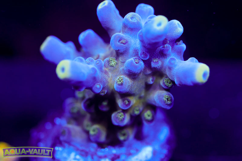 Nick's Purple Passion Acro 2