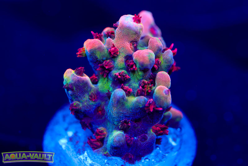 PC Superman Table Acro 1