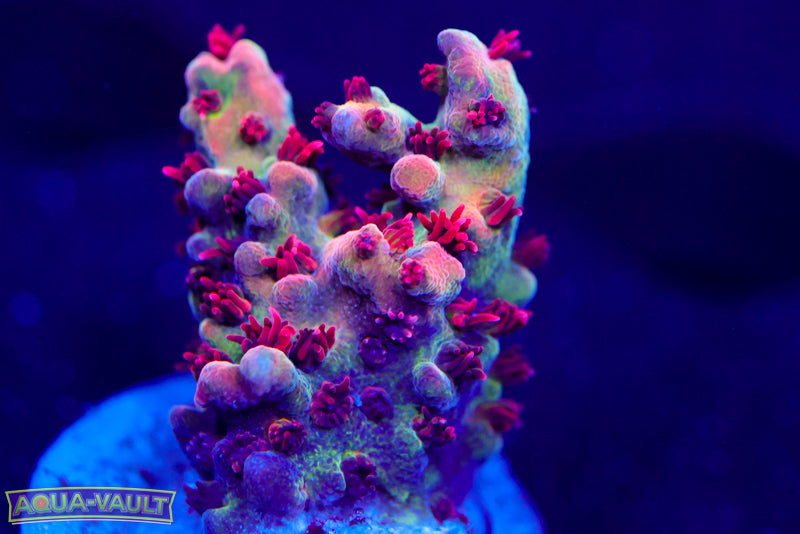 PC Superman Table Acro 2