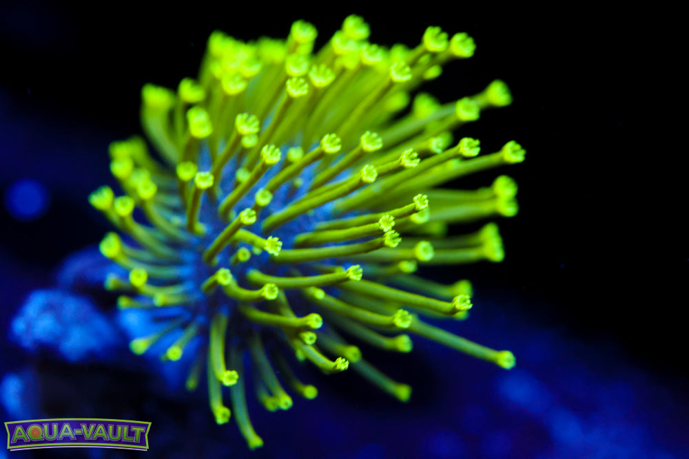 Neon Toadstool Leather