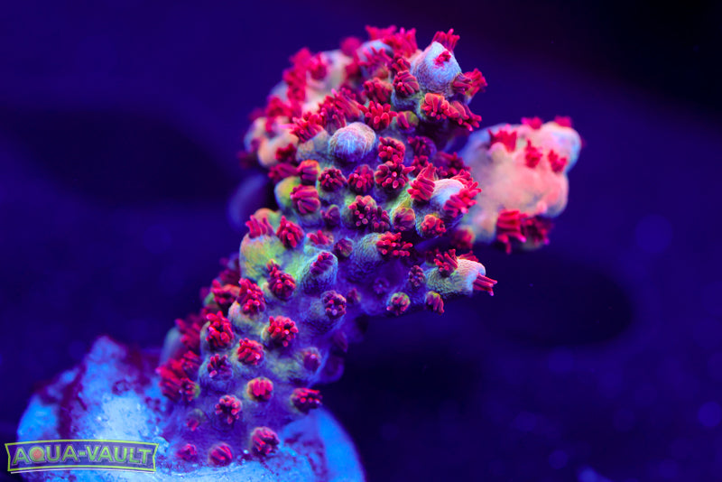 PC Superman Table Acro 3