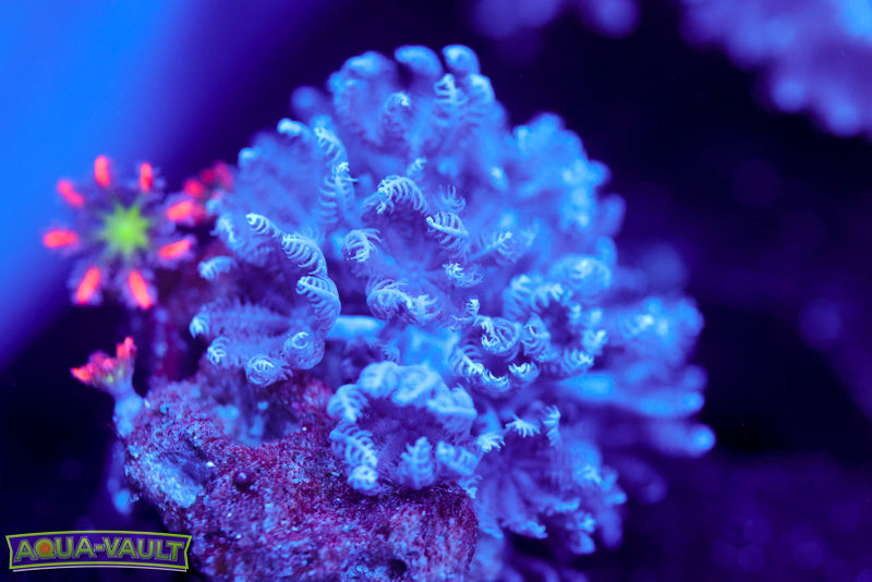 Pulsing Xenia + Fireworks Clove